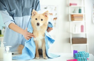 Olio di Neem per cani: a cosa serve e come usarlo