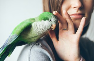 Animali domestici: quali sono i migliori per chi è alle prime armi