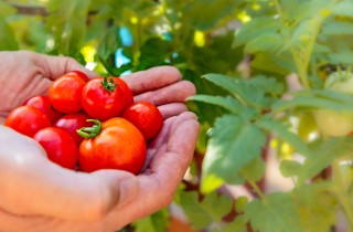 Solanacee: quali sono e come coltivarle