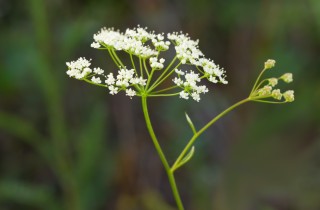 Le proprietà dell'erba pimpinella, rimedio naturale antico