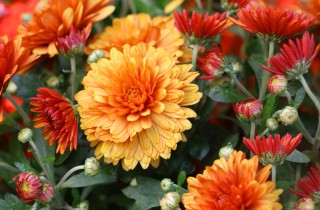 Fiori autunnali: le immagini più belle per idee da balcone