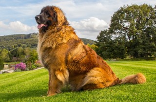 Le razze di cani più grandi del mondo e le foto degli esemplari