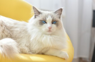 Cosa significa sognare gatti aggressivi