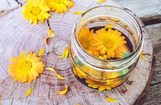 Calendula officinale: le proprietà della pianta come rimedio naturale