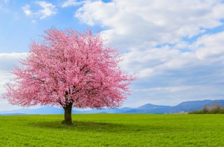 Sfondi desktop paesaggi primaverili gratis: 11 immagini bellissime