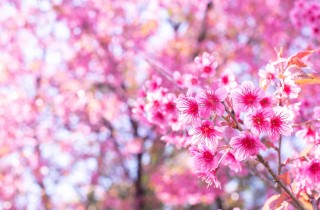 Frasi sulla primavera che sta arrivando