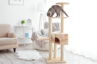 Tiragraffi per gatti: come scegliere i modelli giusti