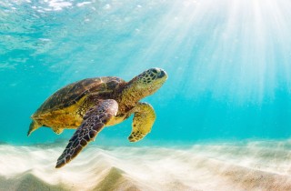 Sfondi desktop mare gratis: 7 immagini bellissime