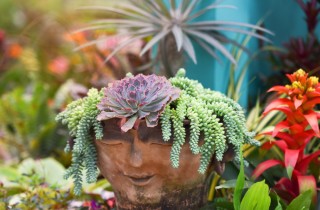 Come sistemare le piante grasse in casa: 9 idee per arredare