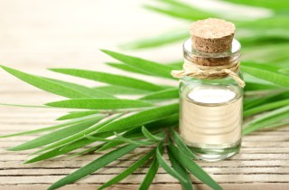 Olio dell'albero del tè per le verruche: come si usa