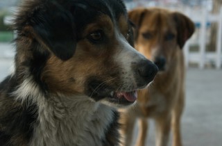 Gelosia tra cani in casa: come risolvere