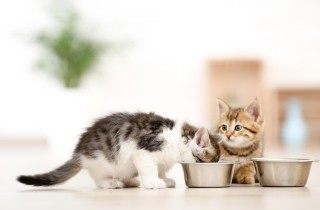 Quanto dura lo svezzamento dei gattini?