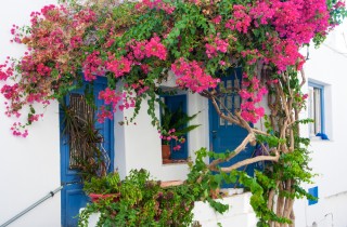 Come coltivare la bouganville: 7 consigli utili