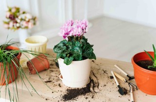 Ciclamini in inverno: come proteggere la pianta