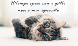 giornata gatto immagini frasi, giornata gatto immagini, giornata gatto frasi