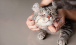 aforismi gatti