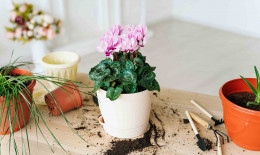 Ciclamini in inverno