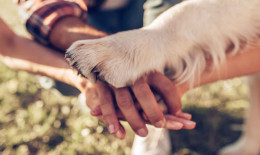 Come pulire le zampe del cane