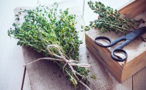 carbone vegetale disinfettante 