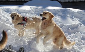 cane-neve-montagna-passeggiata-inverno