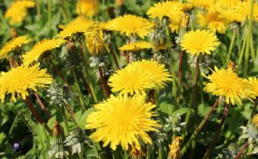 fiori da campo primavera terra zappare profumo colori coltivare