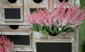 erica piante e fiori invernali