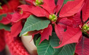 stella di natale-pianta-natale-regalo