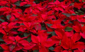 stella-natale-pianta-appartamento