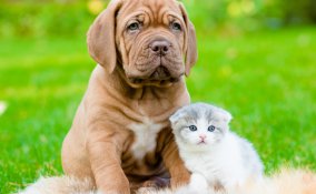 cane gatti casa sicura