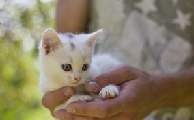 gatto razza felina casa