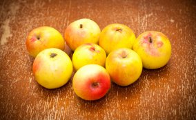 coltivare albero melo in giardino