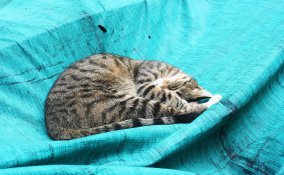 gatto felino predatore pigrizia cucciolo addestramento padrone 