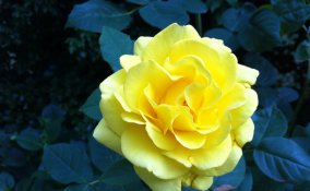 rosa fiore pianta curare innaffiare guardino consigli concimare potatura