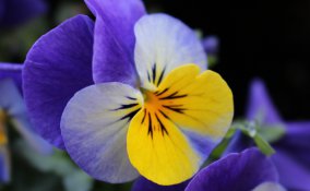 fiori inverno giacinti camelie viole sempreverdi bacche curare giardino