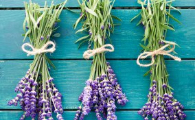 tarme pulizia armadio insetti vapore cassetti antitarme piante fiori lavanda sacchetti limone alloro 