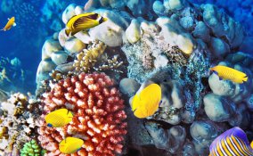 acquari in italia, acquari italiani