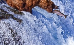 Alaska parchi ghiacciai laghi grizzly