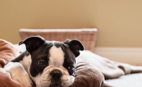 cane gatto pulci cuccia collare cuscino lavaggio