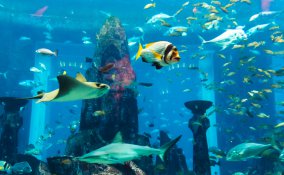 pesci tropicali fondali coralli