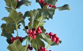 agrifoglio pianta salute