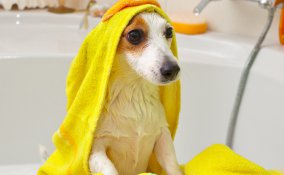 cane pulizia igiene lavaggio casa shampoo