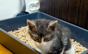 lettiera gatto evoluzione autopulente igiene 