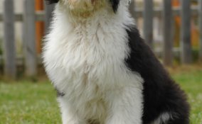 Bobtail cani pastore