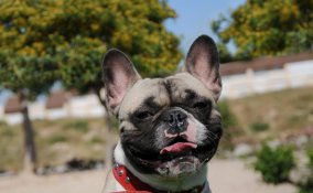 Bouledogue francese cani affezione