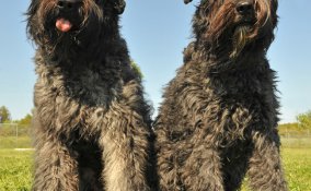 bovaro fiandre cane pastore