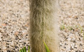 cactus- piante grasse