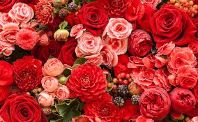 fiore, pianta, giardino, mazzo di fiori, fioritura, boccioli, rose