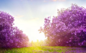 fiori, bella stagione, clima mite, sole primavera sogno