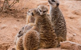 animale, animale domestico, animale selvaggio, belva, fiera, bestia sogno