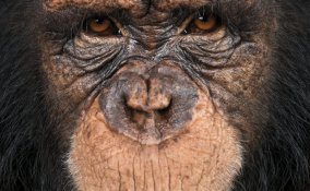 scimmia, primate, scimmione, scimpanzé sogno